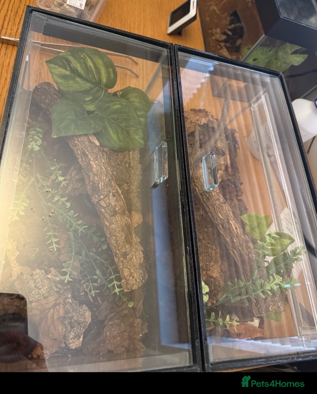 Millipedes invertebrates for sale: Giant Millipedes - African & Chocolate - Advert 3