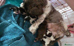 Shih Tzu dogs for sale: Stunning shih tzu puppies  - Image 6