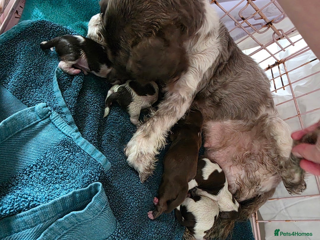 Shih Tzu dogs for sale: Stunning shih tzu puppies  - Image 6