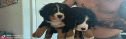 Bernese Mountain Dog dogs for sale: READY TO LEAVE NOW BEAUTIFUL CHUNKY BERNESE PUPS - Advert 8