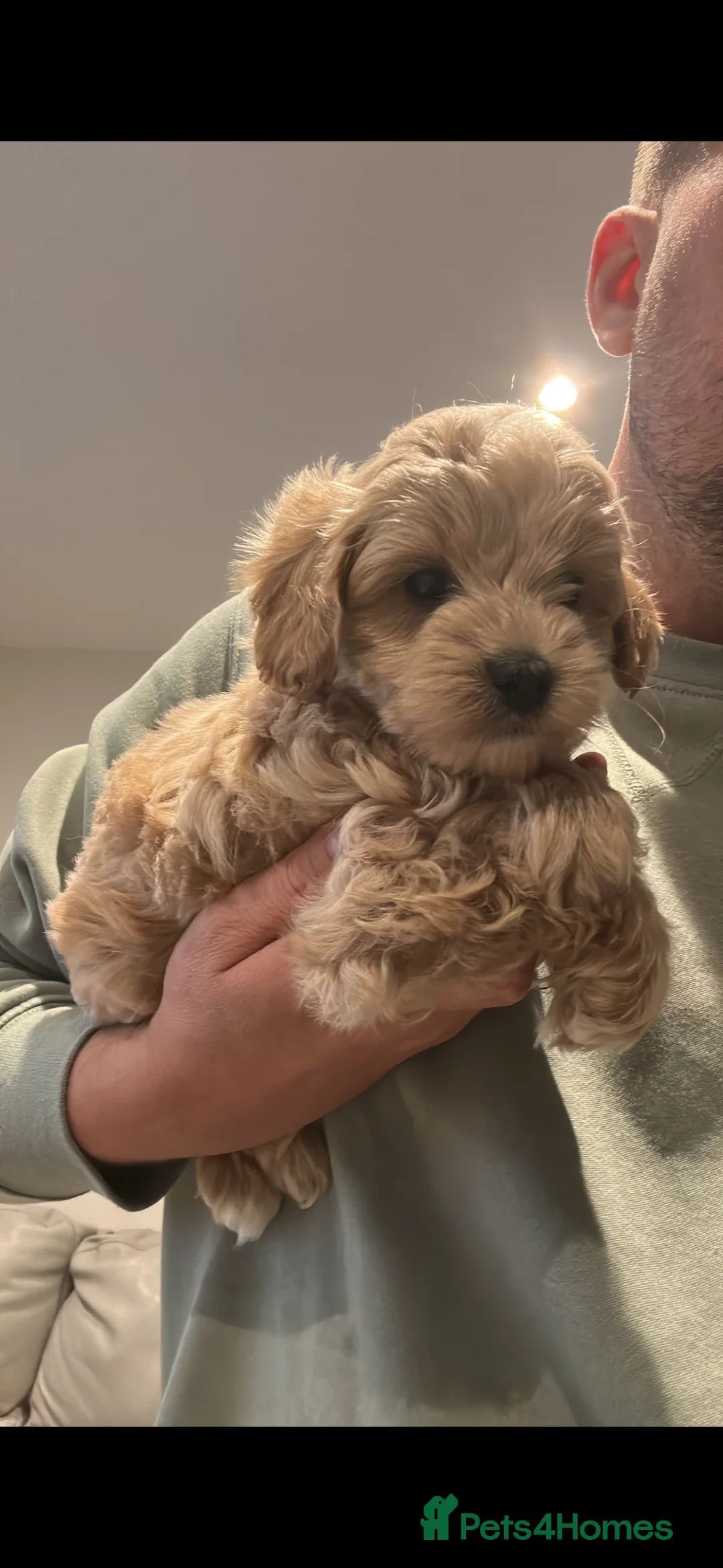 Maltipoo dogs for sale: Maltipoo puppies  - Advert 4