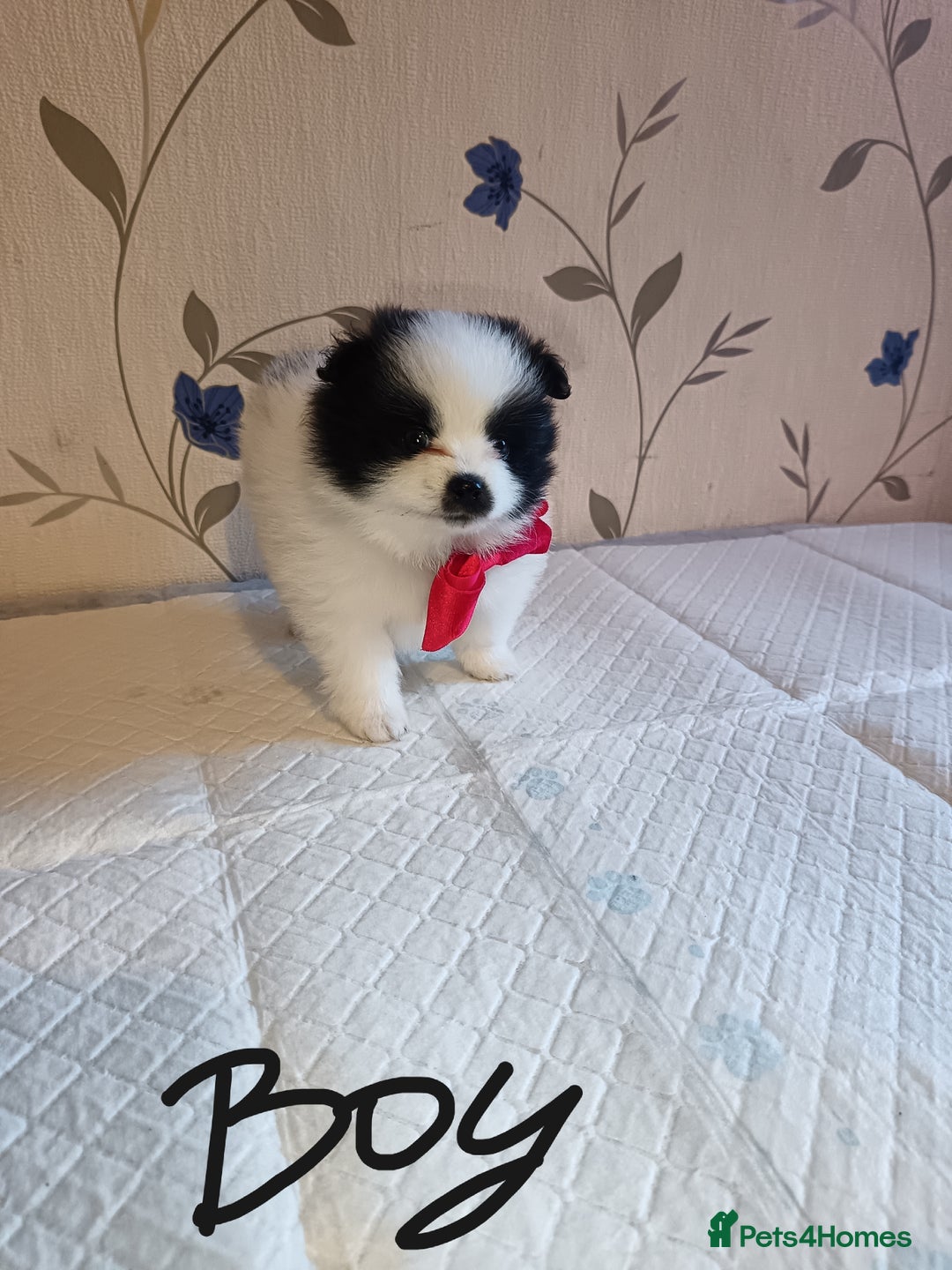 Pomeranian dogs for sale: Barnsley  - Advert 27