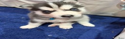 Siberian Husky dogs for sale: Gorgeous Siberian Puppies - Advert 9