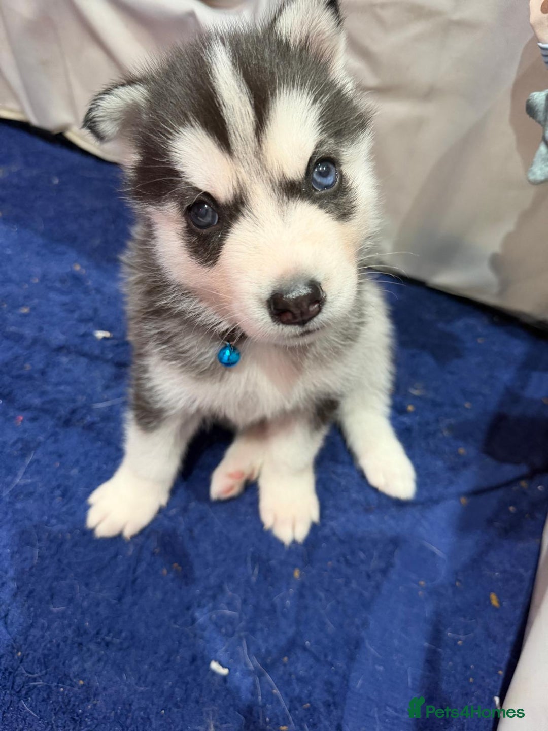 Siberian Husky dogs for sale: Gorgeous Siberian Puppies - Advert 9