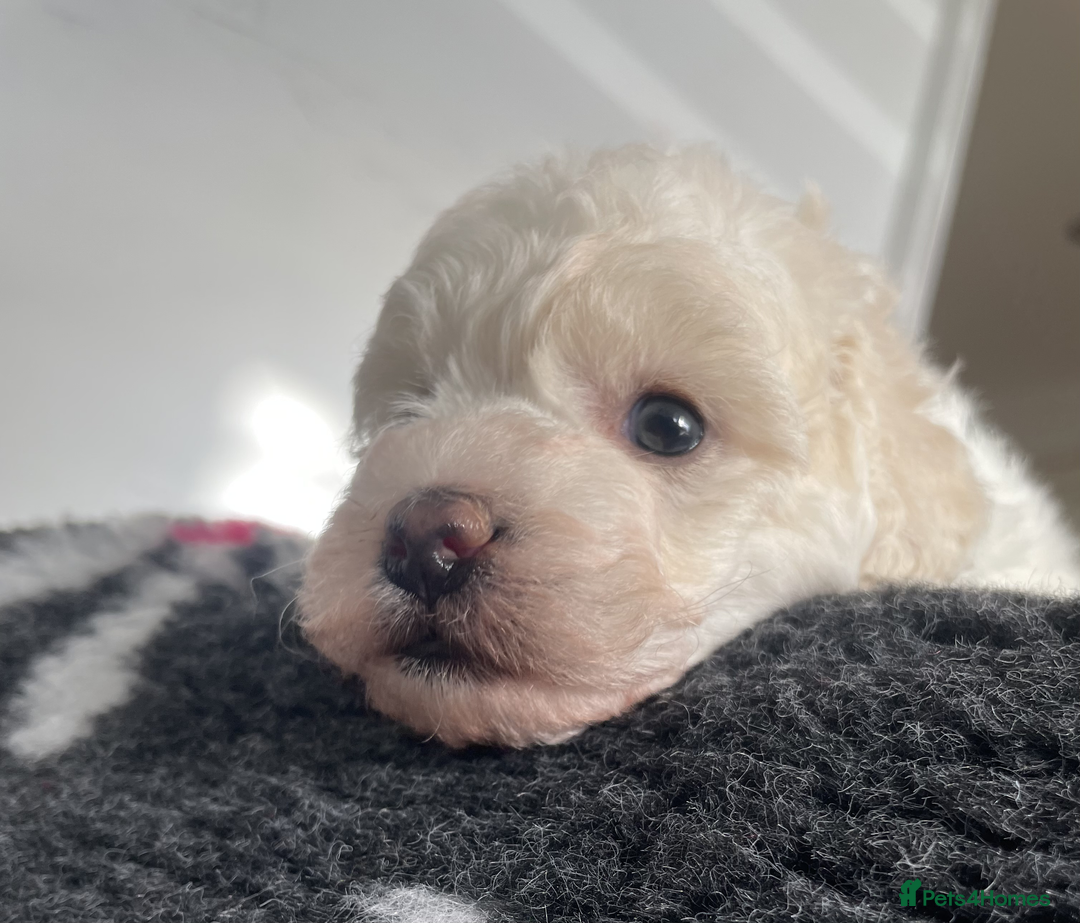 Miniature Poodle dogs for sale: Gorgeous Miniature Poodle puppies - Advert 16