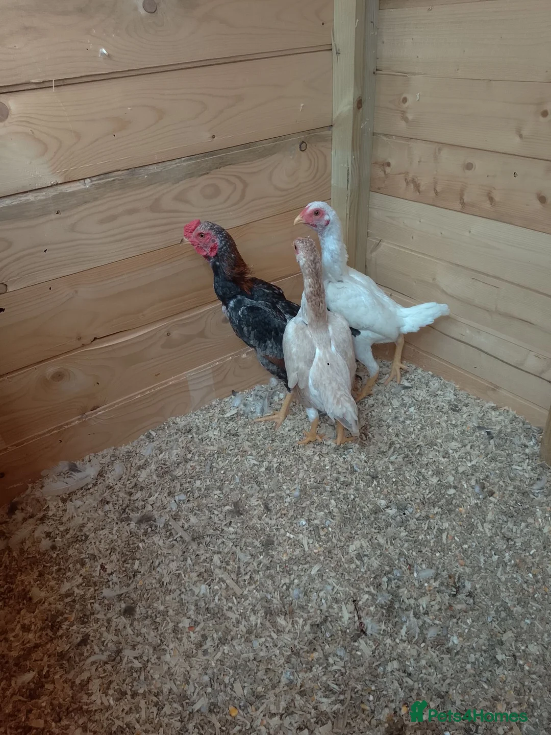 Chickens poultry for sale: 3 beautiful Ko Shamo's - Advert 2