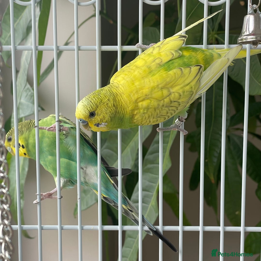 Budgerigars birds for sale: 2 Male budgies including cage for sale - Image 3