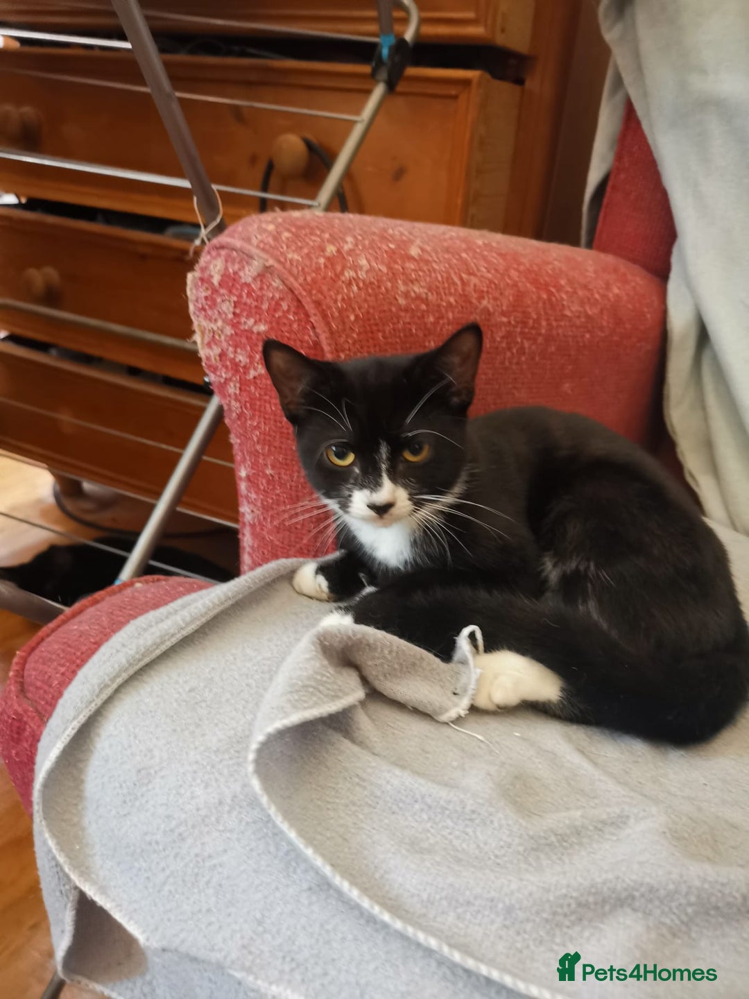Brazilian Shorthair cats for sale: A Beautiful Kittens for sale Tuxedo Black in London - Image 8