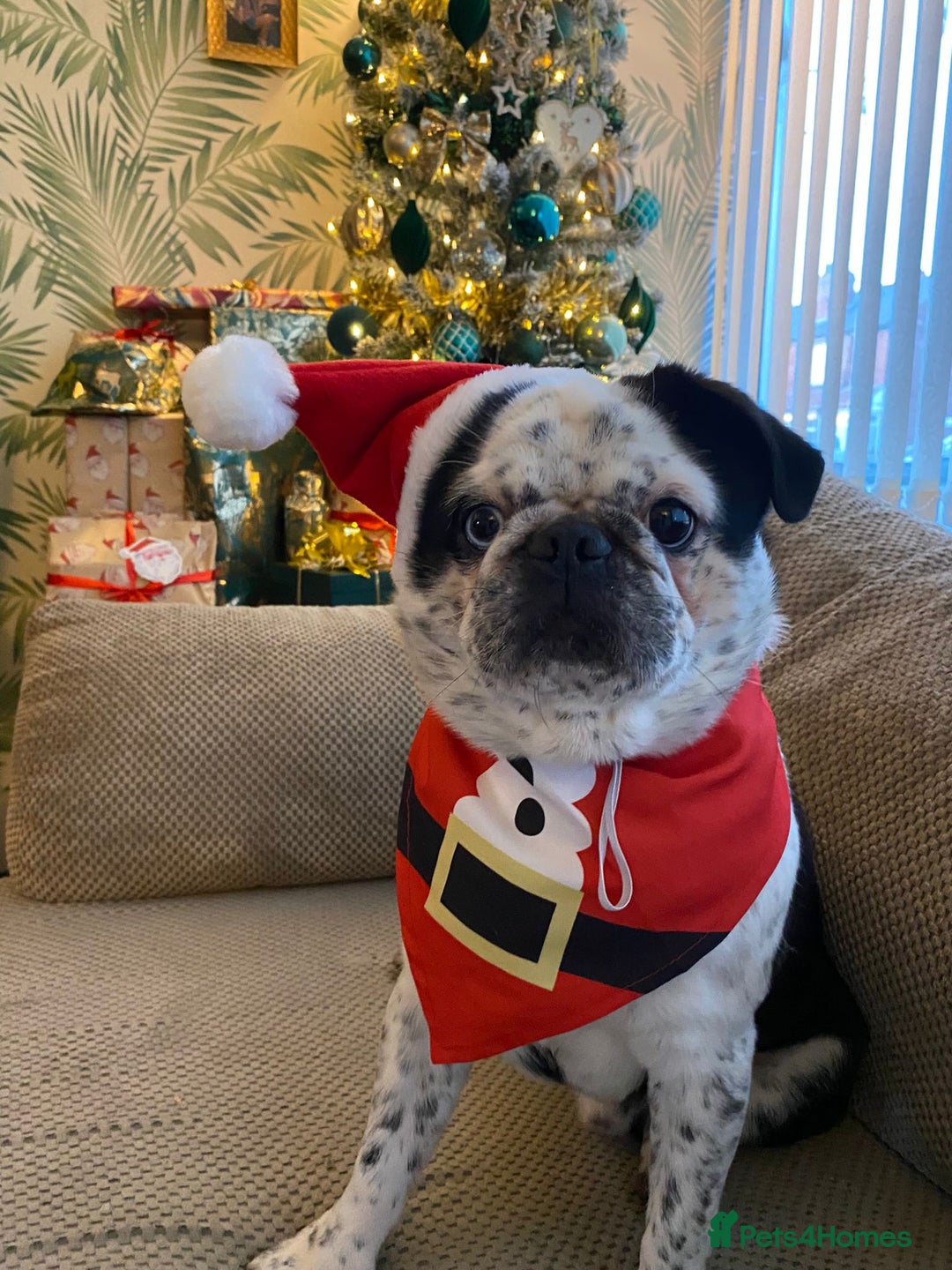 Pug dogs for stud: kc panda pug for stud in Blackpool - Image 1
