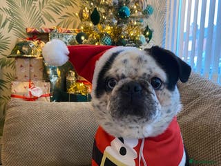 Pug dogs kc panda pug for stud in Blackpool - Advert 9