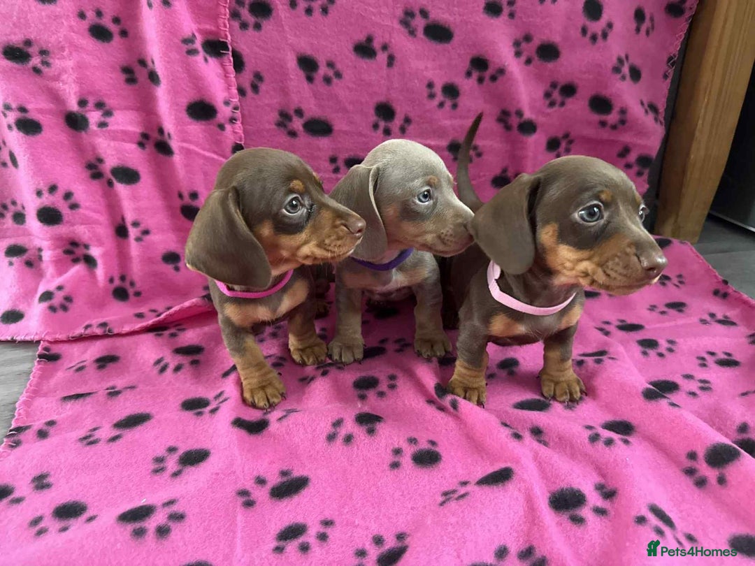 Miniature Dachshund dogs for sale: Gorgeous miniature dachshund puppies - Image 4