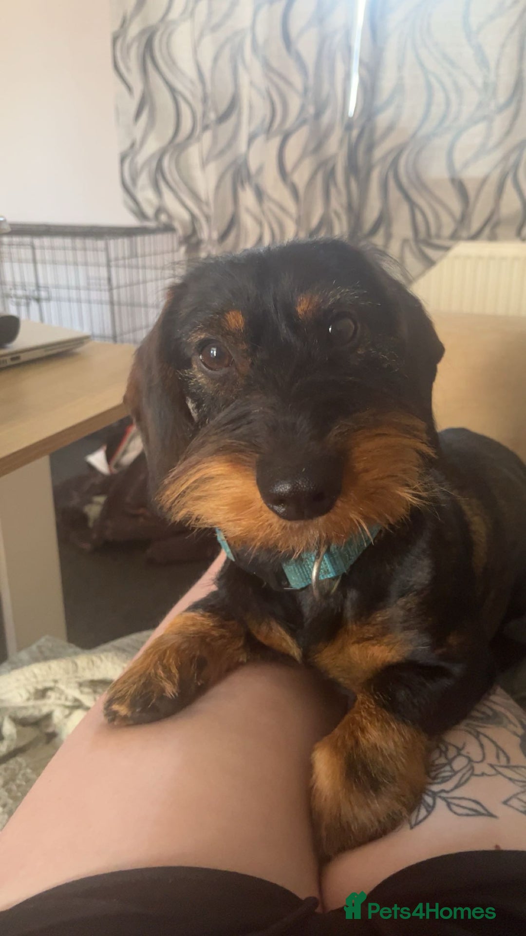 Dachshund dogs for stud: Standard wire haired Dachshund  - Image 2