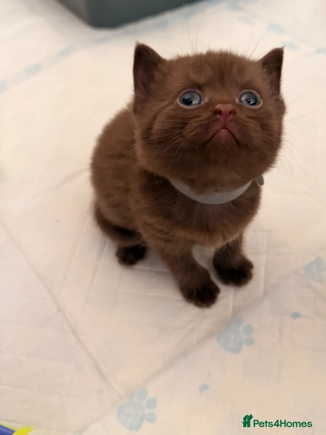 British Shorthair cats for sale:  British short hair Kitten - Advert 2