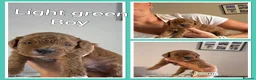 Cavapoo dogs for sale: Fully health checked, family raised Cavapoos - Advert 24