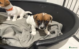 Jack Russell dogs for sale: Traditional old fashioned jack Russel puppies  - Advert 8