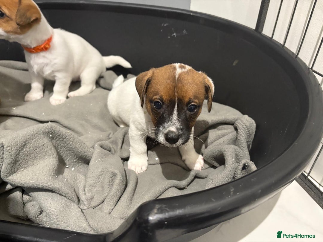 Jack Russell dogs for sale: Traditional old fashioned jack Russel puppies  - Advert 8