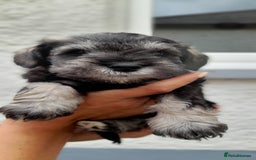 Miniature Schnauzer dogs for sale: Gorgeous sweet Schnauzer Puppies - Image 13