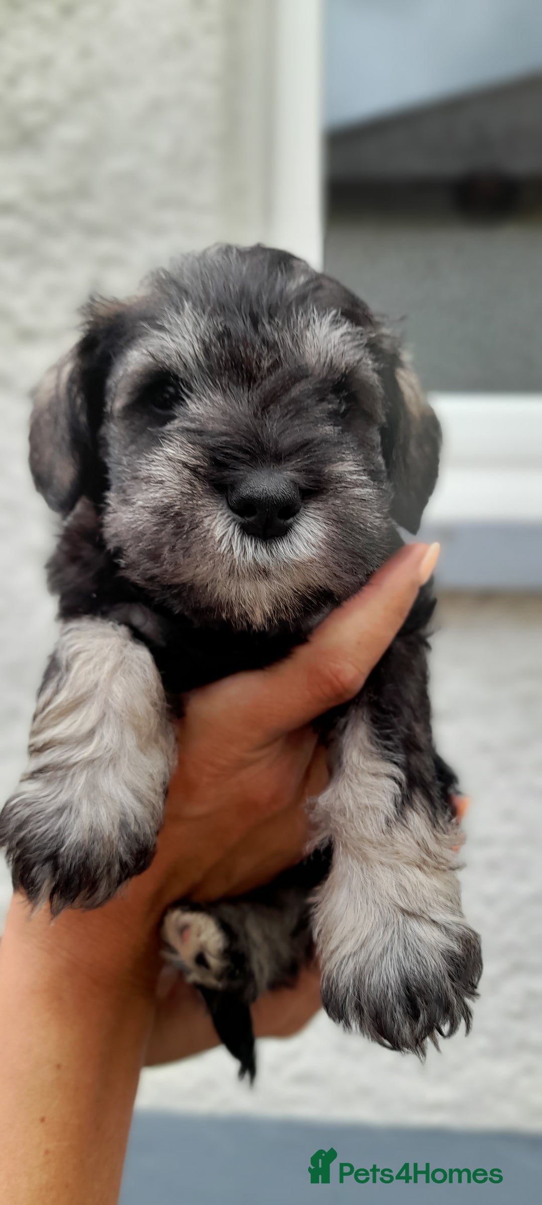 Miniature Schnauzer dogs for sale: Gorgeous sweet Schnauzer Puppies - Image 13