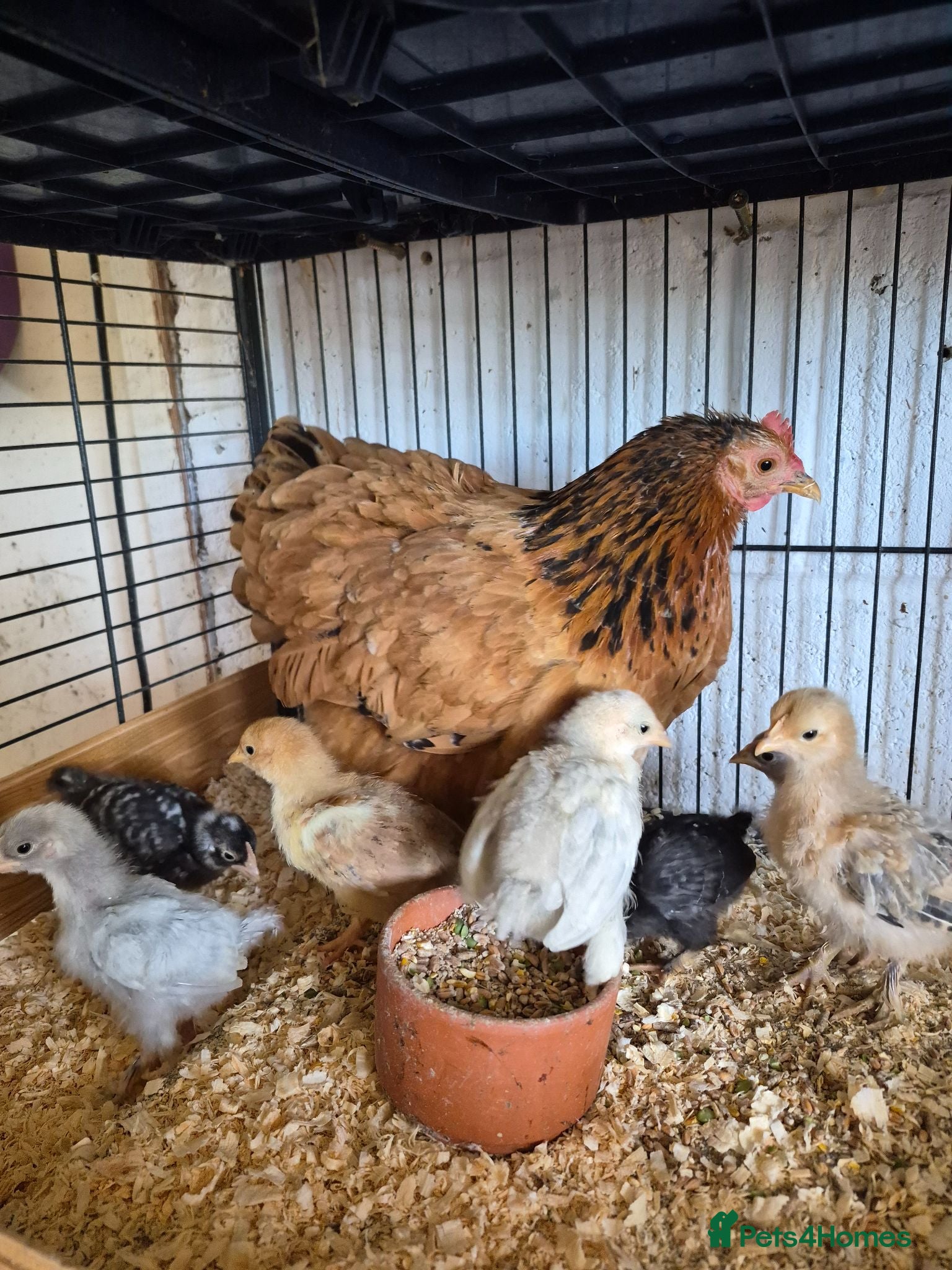 Chickens poultry Hen and 7 chicks for sale - Advert 1