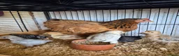 Chickens poultry for sale: Hen and 7 chicks for sale - Advert 1