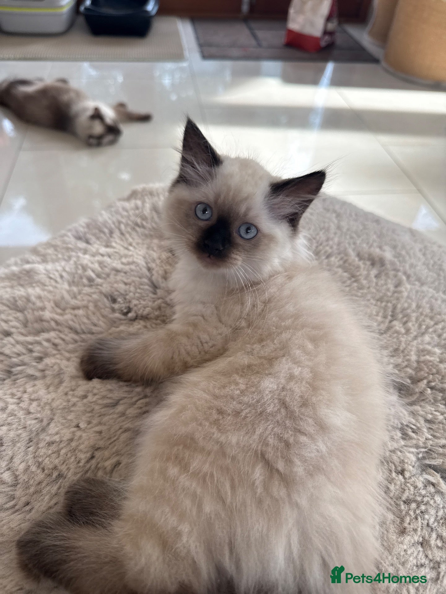 Ragdoll cats Adorable ragdoll kittens - Advert 1
