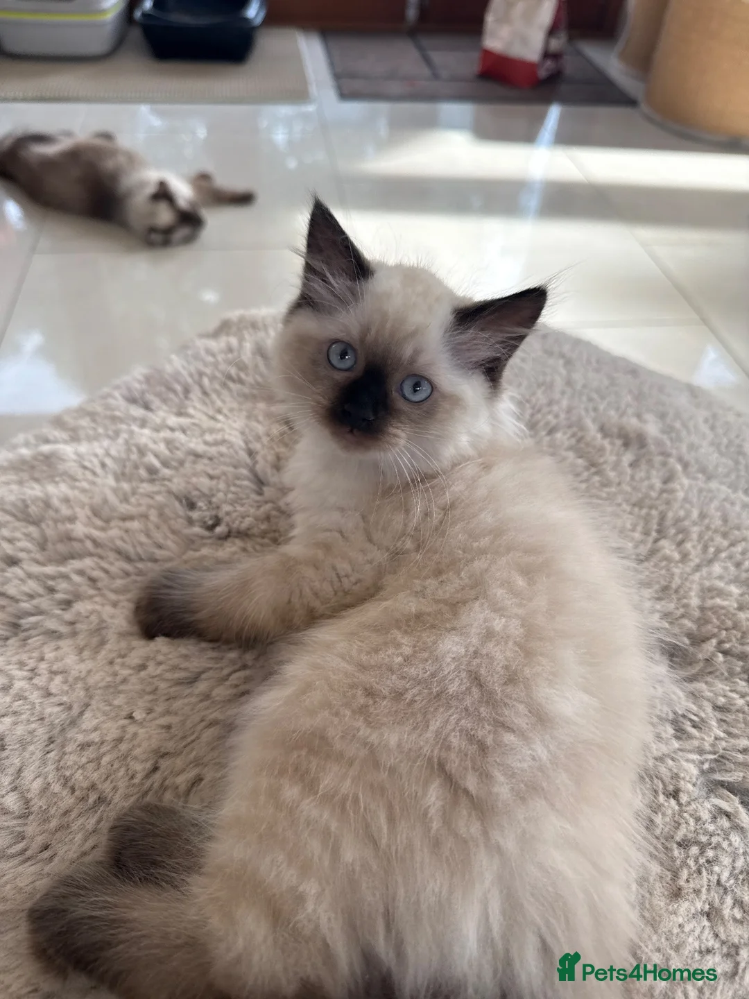 Ragdoll cats for sale: Adorable ragdoll kittens only two left - Advert 2