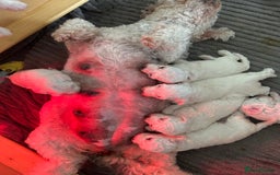 Bichon Frise dogs for sale: Beautiful Bichon frise puppies  in West Drayton - Image 8