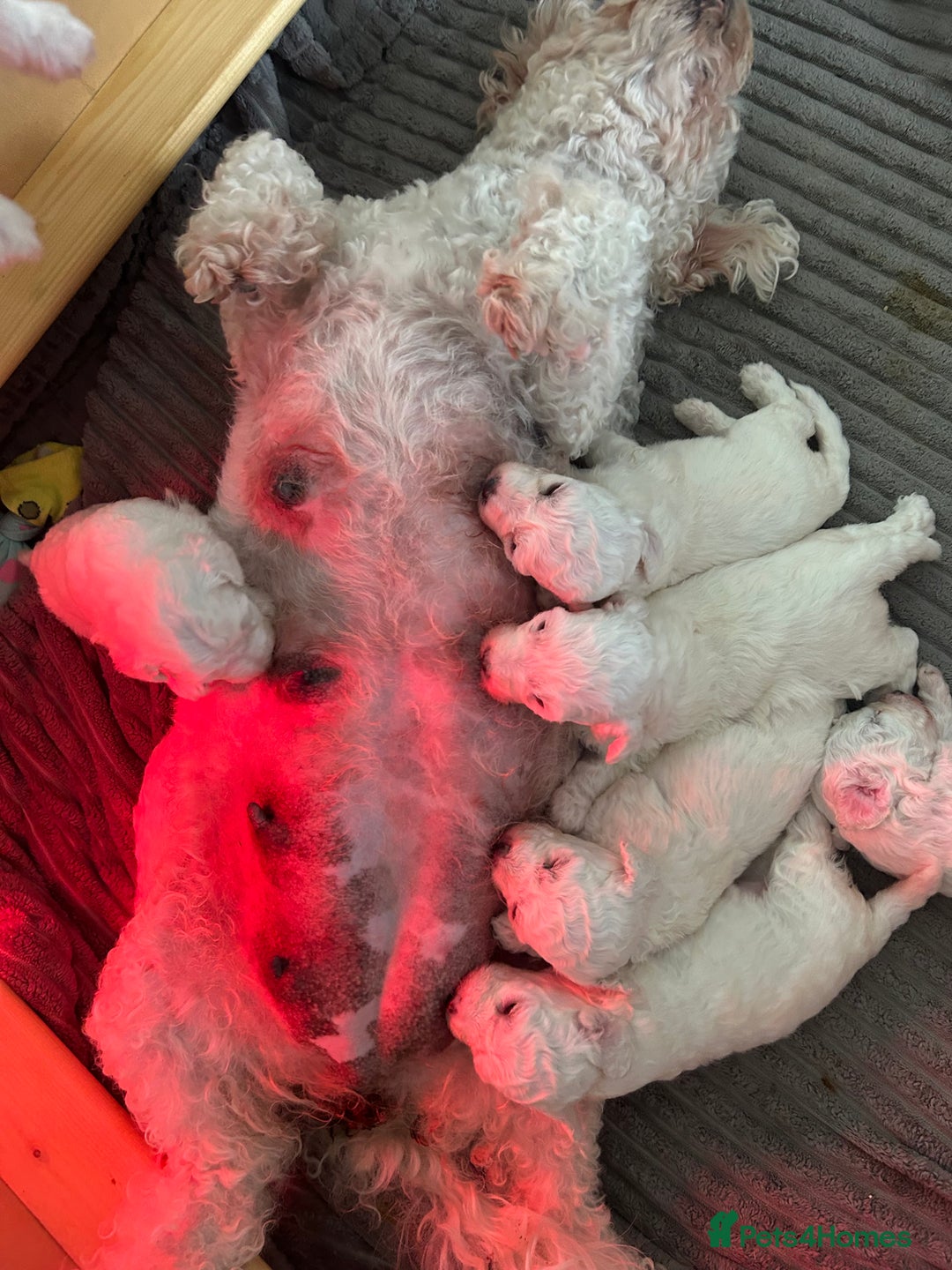 Bichon Frise dogs for sale: Beautiful Bichon frise puppies  in West Drayton - Image 8