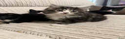 Mixed Breed cats for sale: 4 kittens ready 7th June  - Advert 4