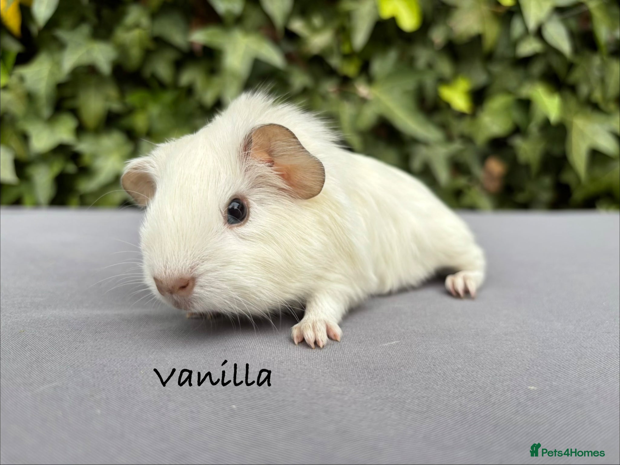 Guinea Pig rodents Gorgeous baby guinea pigs  - Advert 4
