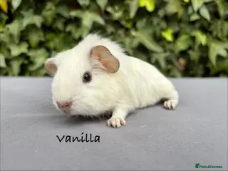 Guinea Pig rodents Gorgeous baby guinea pigs - Advert 4