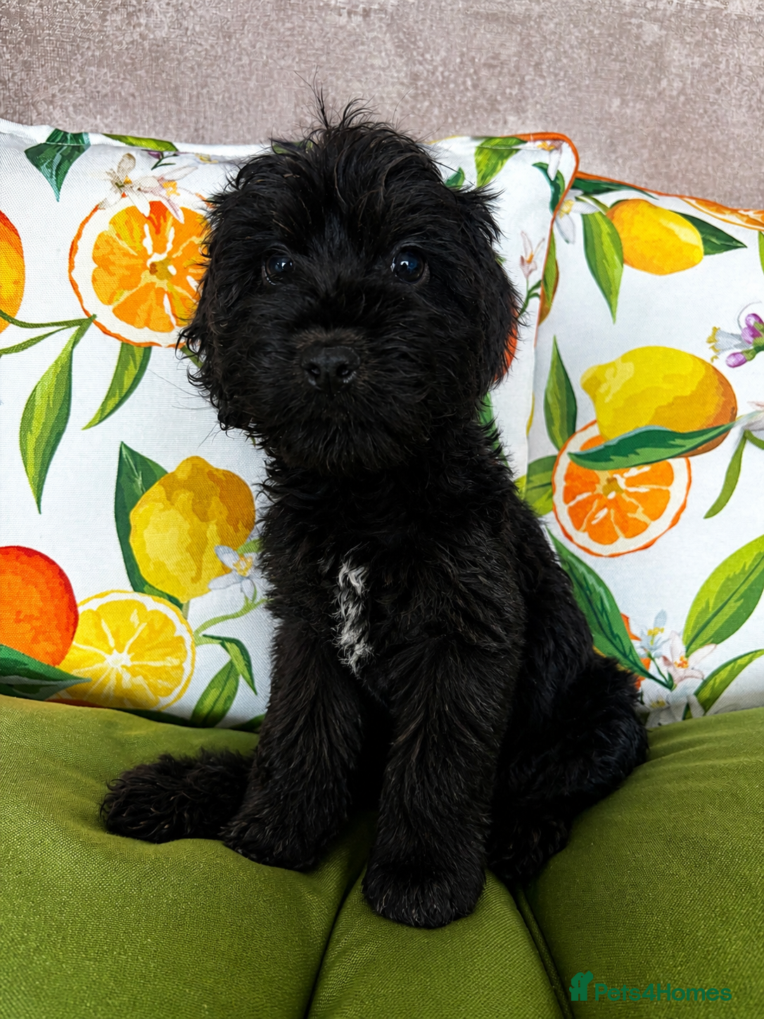 Cockapoo dogs Last beautiful boy £800 💚  - Advert 14