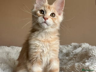 Maine Coon cats Registered maine coon kitten - Advert 1