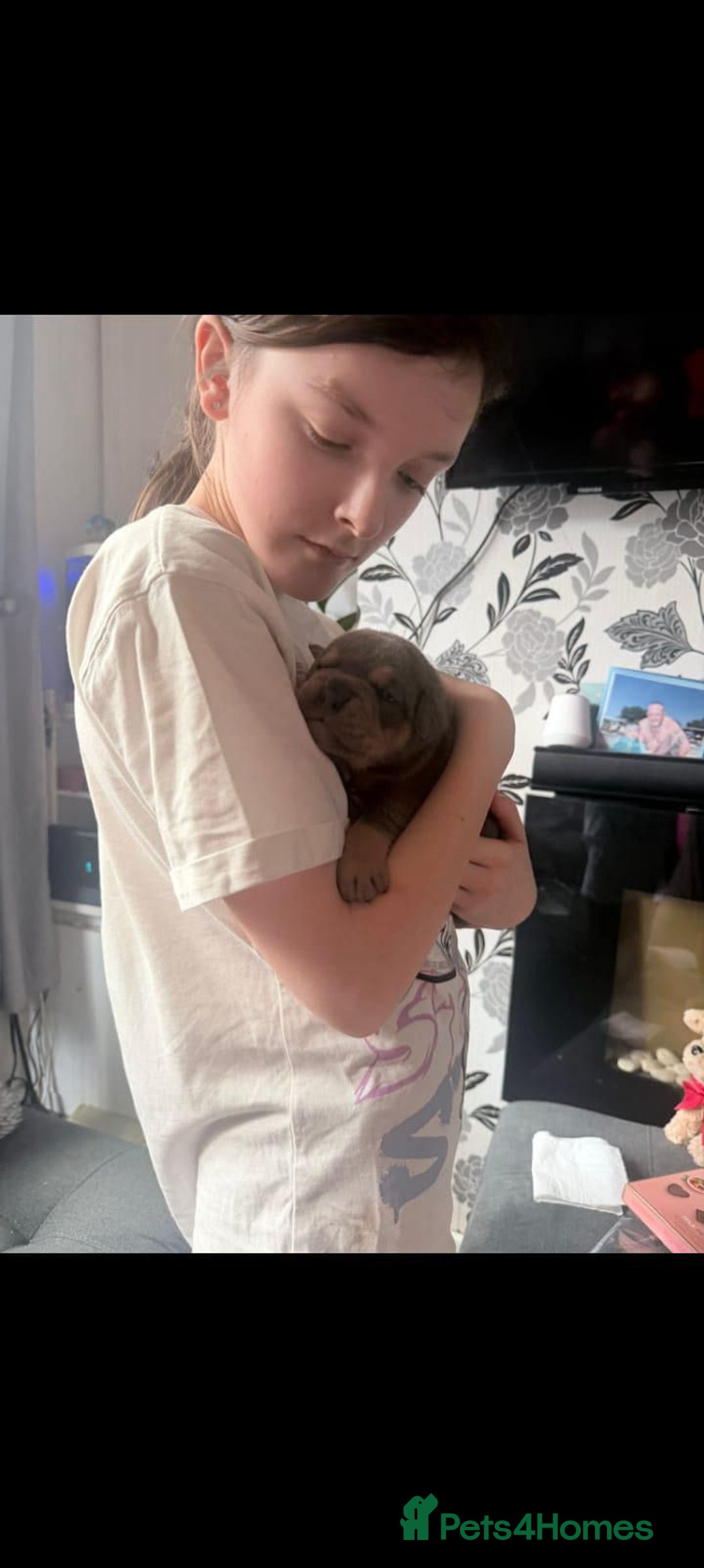 Olde English Bulldogge dogs for sale: GENETICALLY CLEAR CHAMPION 🏆 LEGENDARY BLOODLINE  - Advert 8