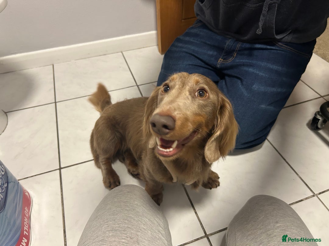 Dachshund dogs for sale: Dachshund for sale - Advert 5