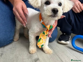 Malshi dogs Malshi boy - Advert 3