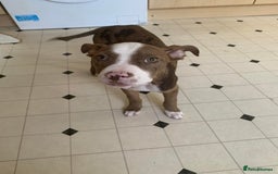 Mixed Breed dogs for sale: American Bully johnsons american bulldog - Image 4