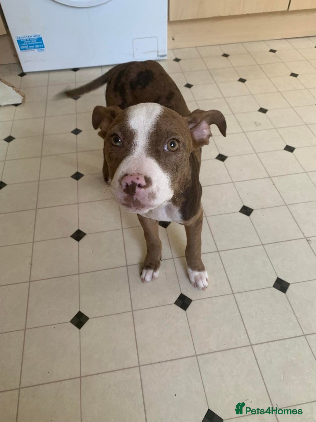 Mixed Breed dogs for sale: American Bully johnsons american bulldog - Image 4