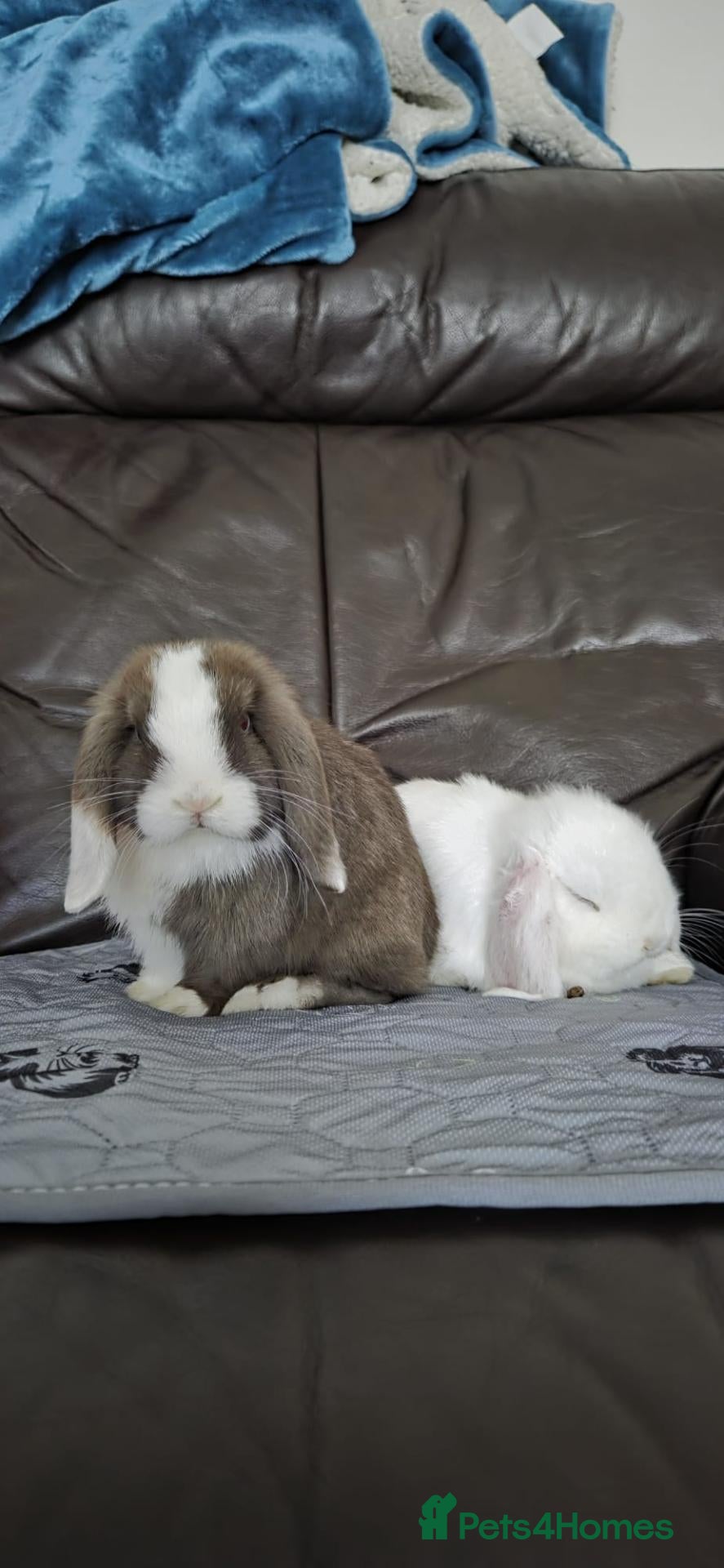 Mini Lop rabbits 2 Male Mini Lops Brothers🐰   - Advert 1