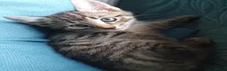 Mixed Breed cats for sale: 3 little boys  - Advert 18