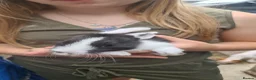 Mixed Breed rabbits for sale: Dutch cross baby rabbits - Advert 13