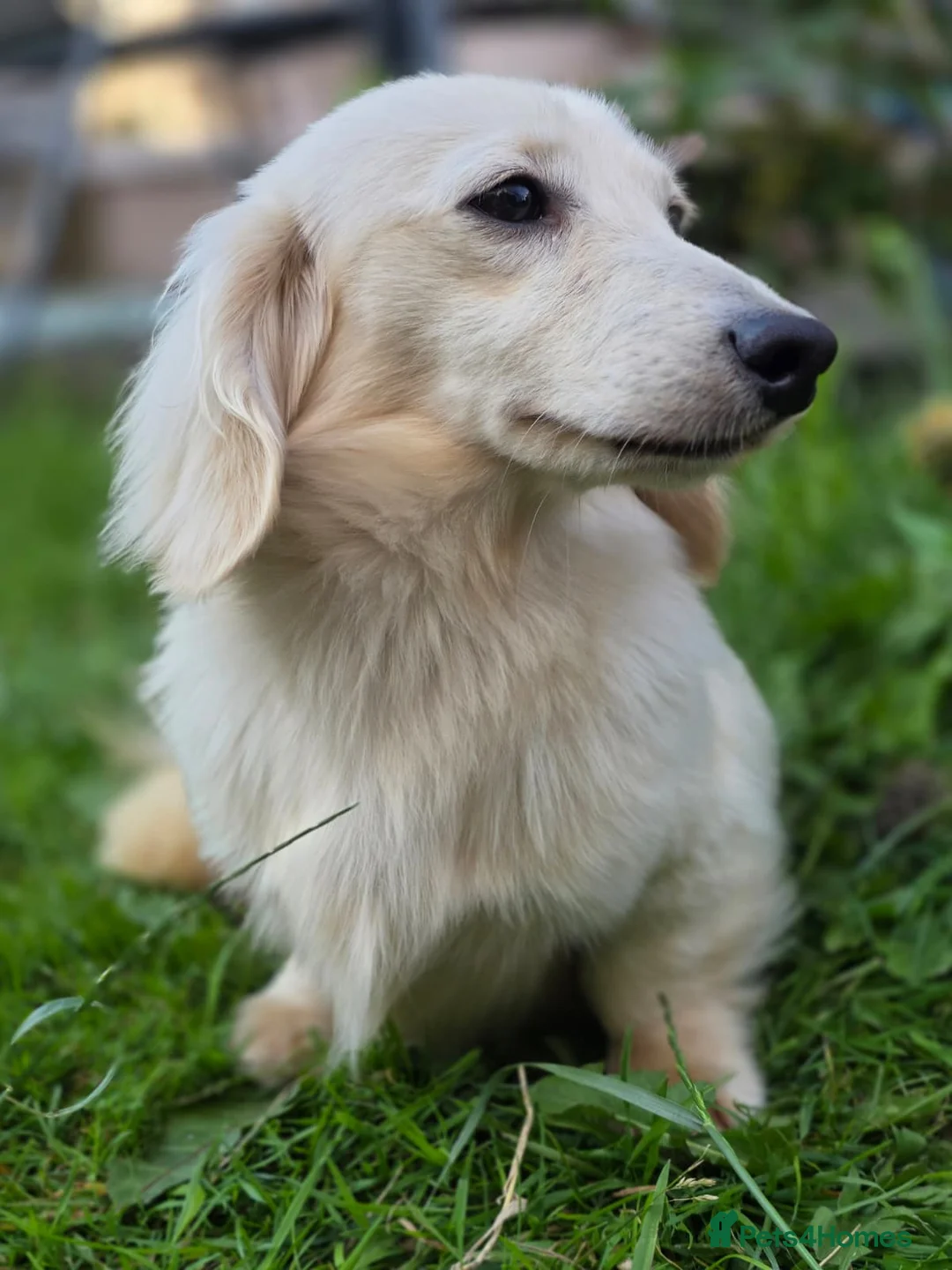 Miniature Dachshund dogs for stud:  ✨Fabulous Frank’furter - e/e I/I Cream L/H KCreg✨ - Advert 2