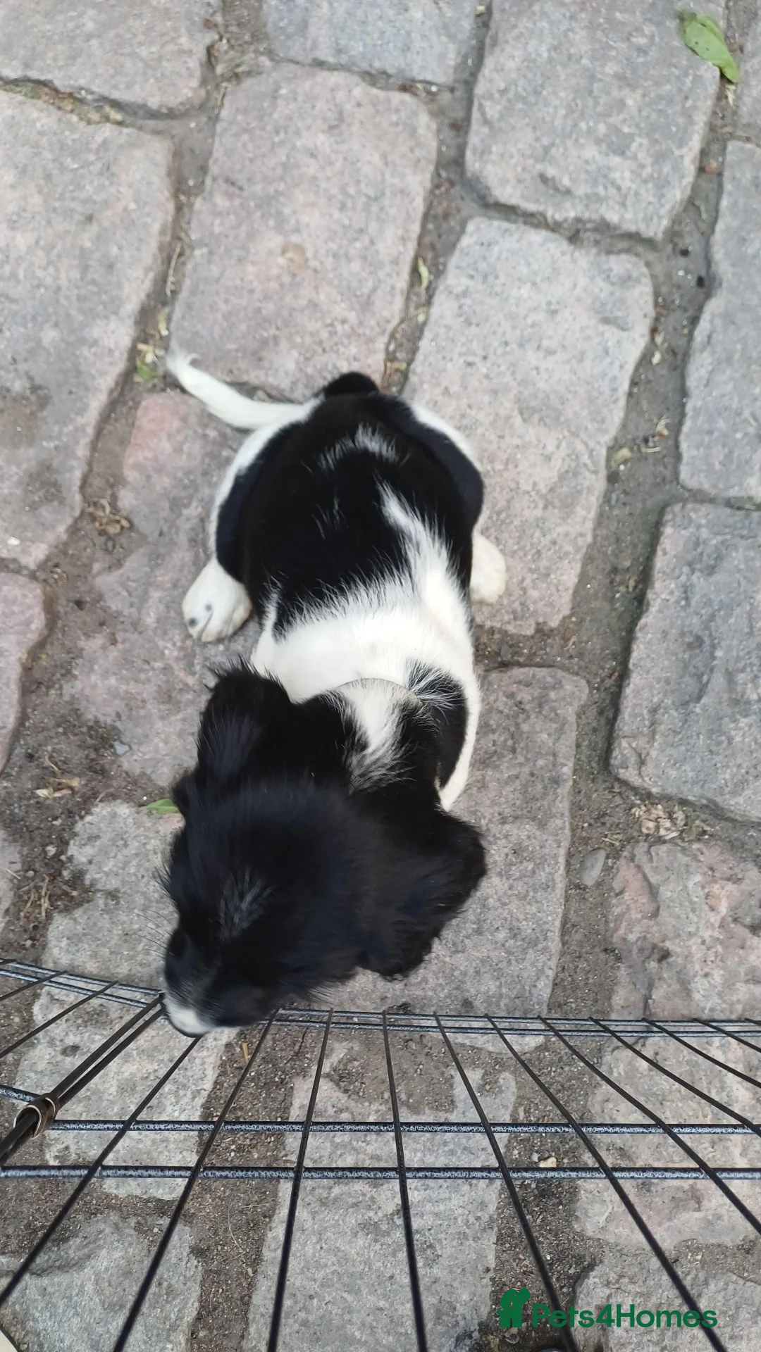 English Springer Spaniel dogs for sale: ESS Puppy (Black & White Bitch) – Ready to Leave - Advert 2