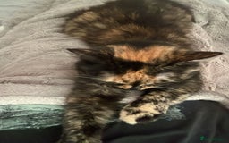 British Longhair cats for sale: Beautiful tortoiseshell female cat - Image 7