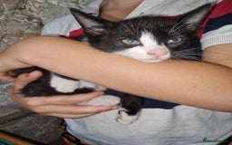 Mixed Breed cats for sale: Kittens ready now - Image 4