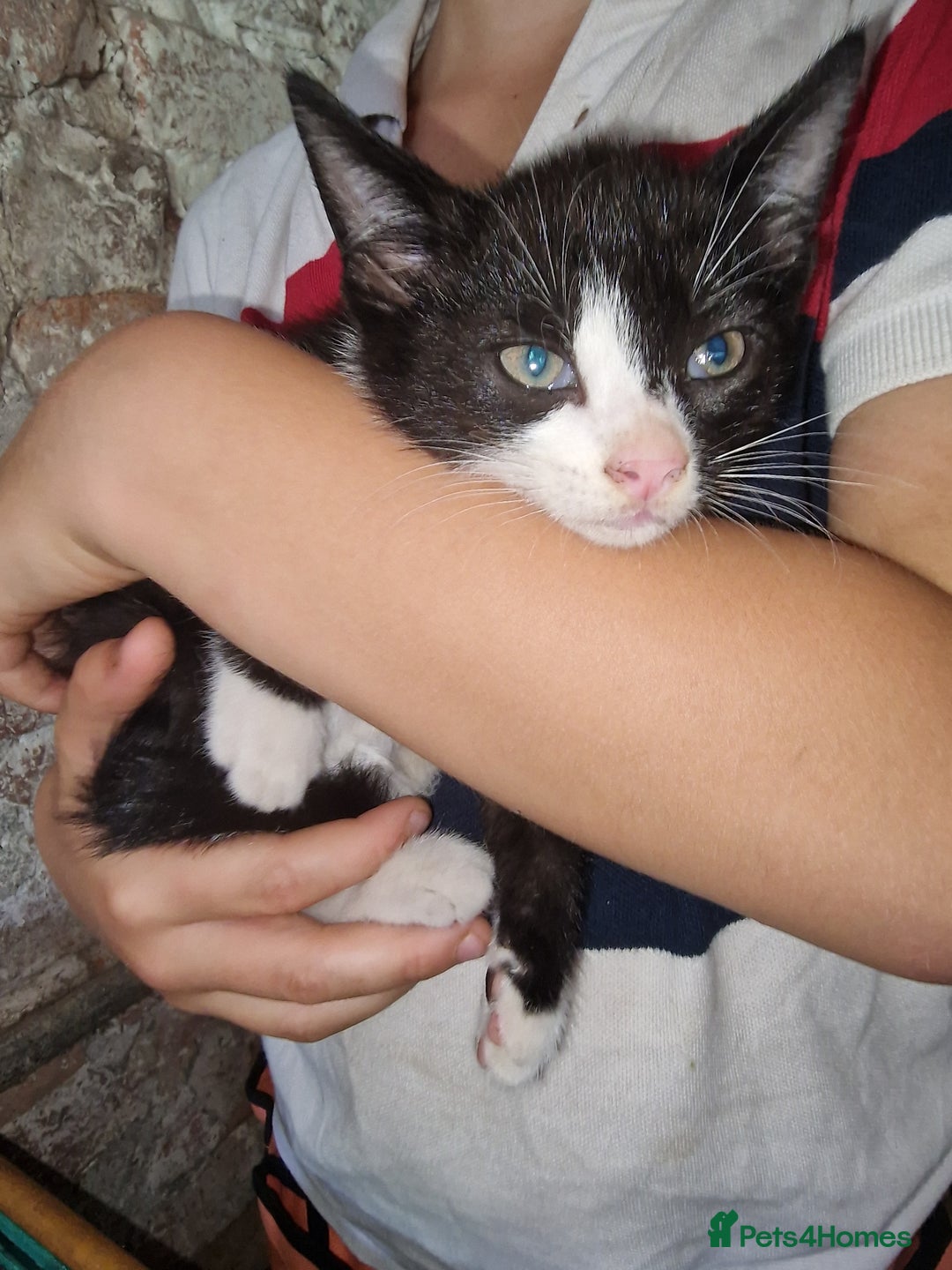 Mixed Breed cats for sale: Kittens ready now - Image 4