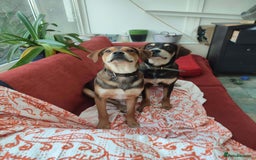 Coonhound dogs for adoption: Hound like loving Mike  - Advert 2