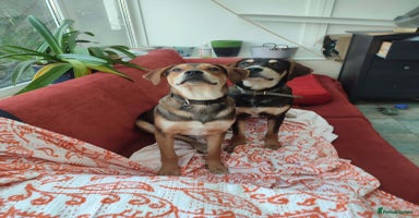 Coonhound dogs Hound like loving Mike  - Advert 11