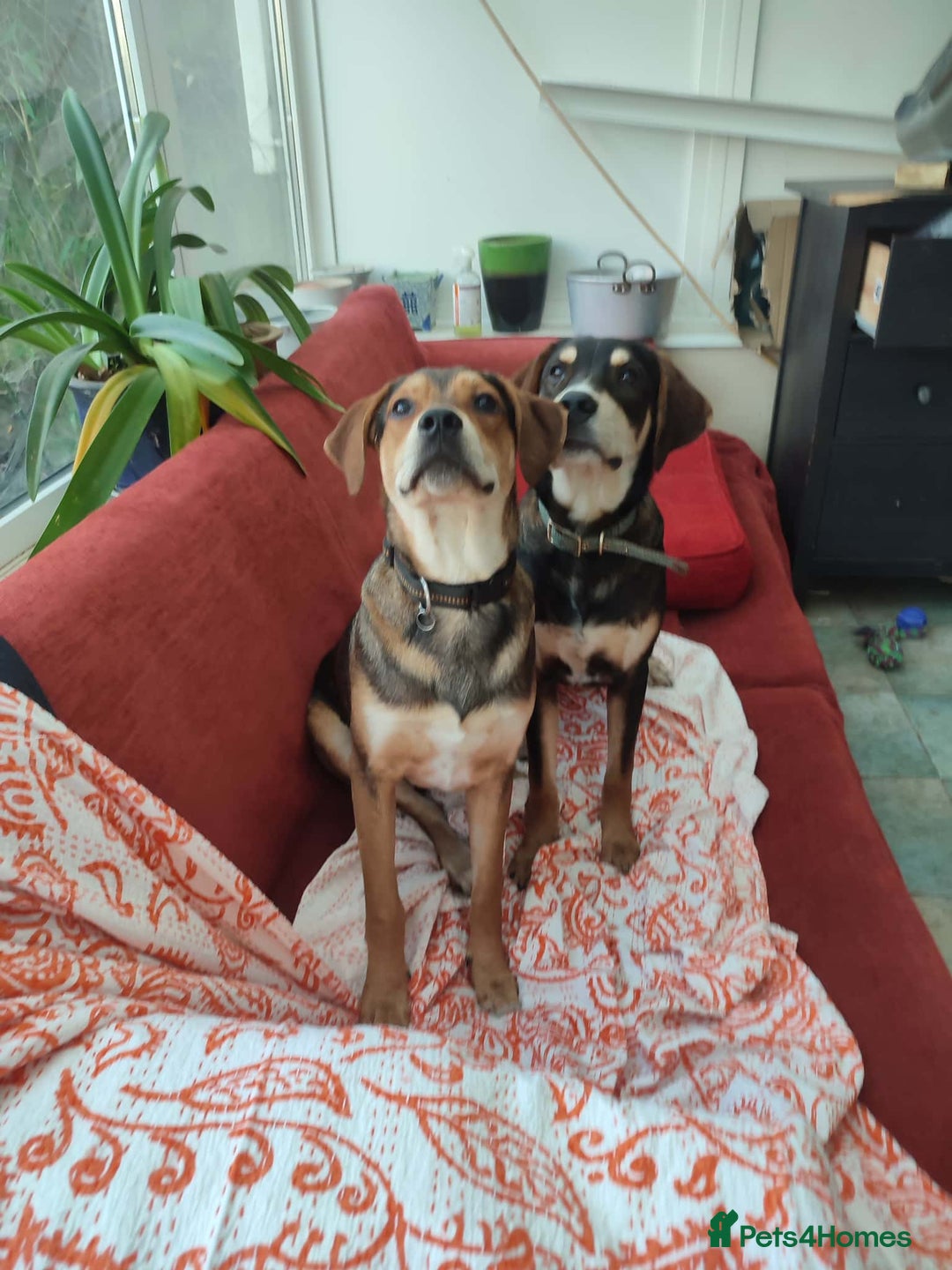 Coonhound dogs for adoption: Hound like loving Mike  - Advert 2