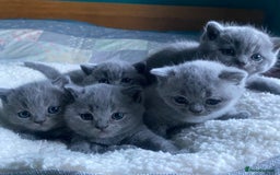 British Shorthair cats for sale: British Shorthair Blue male Kittens - Image 1